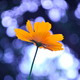 Single Cosmos Sulphureus flower - PhotoDune Item for Sale