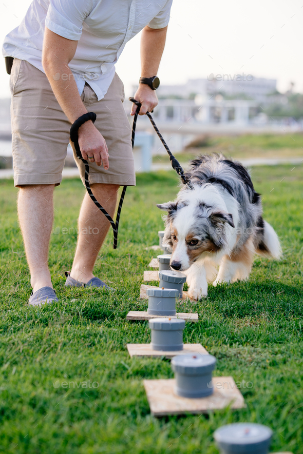Australian shepherd doing nose work. The dog searching food by smell