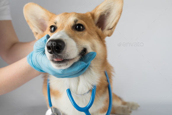 Veterinarian doctor conducts physical examination of dog oral cavity ...