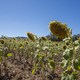 A sunflowers field - PhotoDune Item for Sale