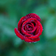 Closeup view of Blossom Red Rose - PhotoDune Item for Sale