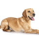 puppy labrado retriever - PhotoDune Item for Sale