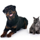 maine coon kitten and rottweiler - PhotoDune Item for Sale