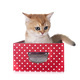 scottish straight kitten in studio - PhotoDune Item for Sale
