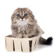 highland fold kitten in studio - PhotoDune Item for Sale