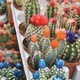 Cactus with Colorful Flowers - PhotoDune Item for Sale