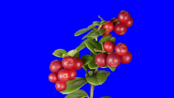 Cowberry Berries Seamless Rotation With Alpha Channel alt