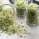 Microgreens grown in a jar. - PhotoDune Item for Sale