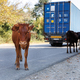 Cows along the paved road, the carriageway. Dangerous road for drivers. - PhotoDune Item for Sale