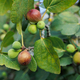 Ripe fig fruits in the canopy of the tree. - PhotoDune Item for Sale