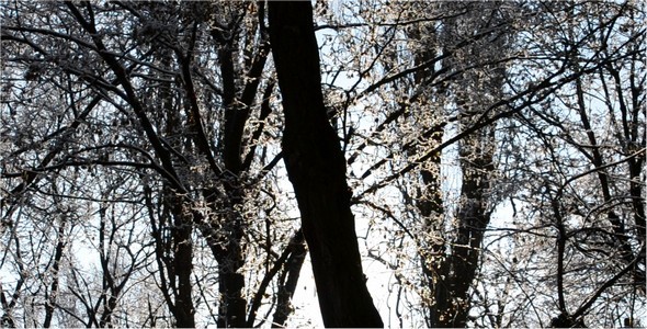 Winter Landscape alt