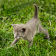 Little tabby kittens on green grass - PhotoDune Item for Sale