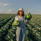 Professional female farmer working at her organic cabbage farm. Harvesting at autumn season - PhotoDune Item for Sale