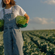 Close up of female farmer in uniform working in cabbage field during harvest. Agricultural activity - PhotoDune Item for Sale