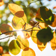 Autumn orange multi-colored leaves on a tree. natural background, autumn - PhotoDune Item for Sale