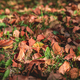 Autumn leaves on the grass in autumn. natural, autumn background - PhotoDune Item for Sale