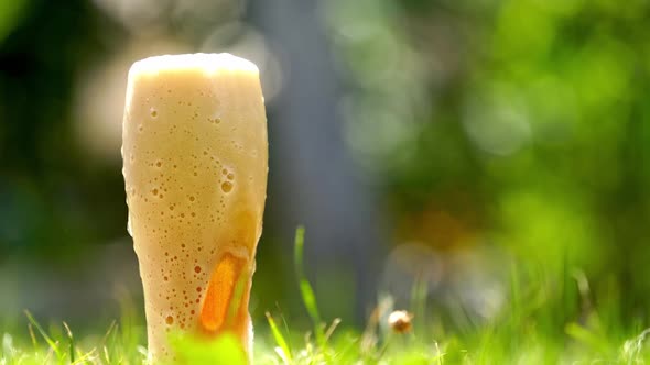 White foam from fresh beer is pouring over the glass outdoors alt