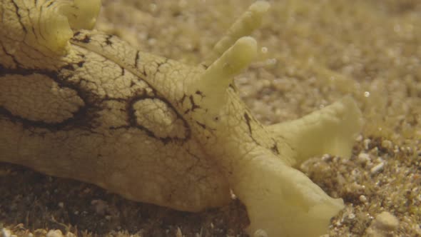 Close Up of Underwater Sea Creatures alt