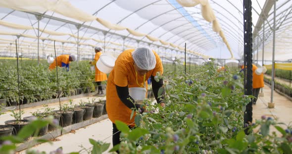 Workers picking blueberries in blueberry farm 4k alt