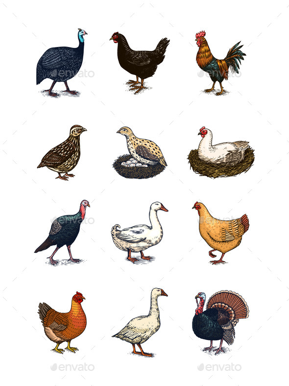 Yardia Backyard Chicken Breed Art Print