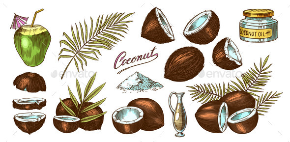 Coconut Sketch