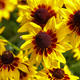 Yellow flowers - PhotoDune Item for Sale