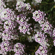 violet flowers - PhotoDune Item for Sale