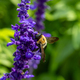 Bee on lavender. Bee on blue flower - PhotoDune Item for Sale
