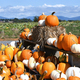 Piles of pumpkins for sale at a farmers market outdoors - PhotoDune Item for Sale