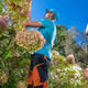 Garden Worker Removing Flowers Dead Leaves - PhotoDune Item for Sale
