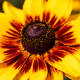 yellow flower. Micro photo of flower - PhotoDune Item for Sale
