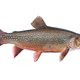 Beautiful fresh caught male brook trout in spawning colors isolated on a white background - PhotoDune Item for Sale