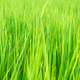 Rice Jasmine Field Farm Green Leaf Background, Plant Growth Modern - PhotoDune Item for Sale