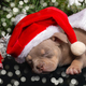 Sleeping little cute puppy in a Santa hat next to a Christmas tree decorated with toys, snowflakes - PhotoDune Item for Sale