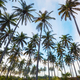 Palm plantation - PhotoDune Item for Sale