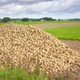 Heap of harvested sugar beet by a field. - PhotoDune Item for Sale