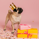 Cute little pug dog in funny crown standing near the colorful gift boxes against pink background - PhotoDune Item for Sale