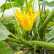 Close up photo of edible zucchini flowers on an organic greenhouse farm, selective focus. - PhotoDune Item for Sale