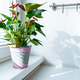 Houseplant anthurium in flowerpot on windowsill - PhotoDune Item for Sale