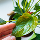 Diseases and pests, proper care for houseplant anthurium - PhotoDune Item for Sale