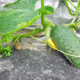 Close up picture of cucumber on patch covered with plastic mulch. - PhotoDune Item for Sale