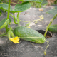 Close up picture of cucumber on patch covered with plastic mulch - PhotoDune Item for Sale