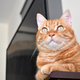 Ginger cat sitting on wood table at home. Happy tabby cat relaxing in a house.  - PhotoDune Item for Sale