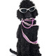 puppy standard poodle in studio - PhotoDune Item for Sale
