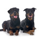 french shepherd and rottweiler - PhotoDune Item for Sale
