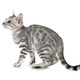 bengal kitten in studio - PhotoDune Item for Sale