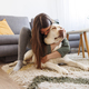Woman cuddling and hugging her pet dog - PhotoDune Item for Sale
