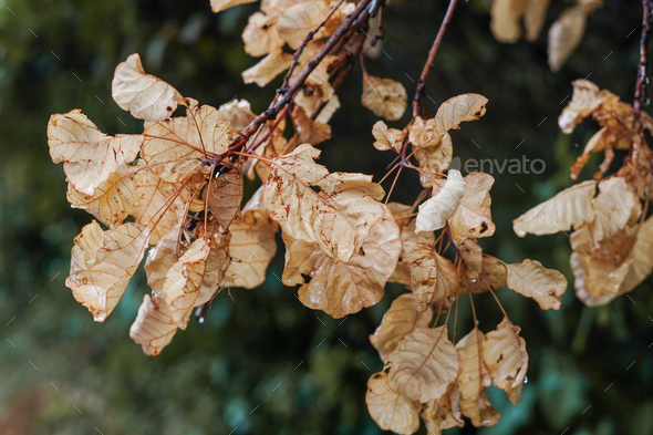 Close up of yellow leaves on the branch after rain, autumn season, atmospheric mood