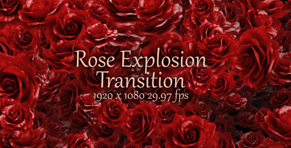 Rose Explosion Transition