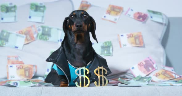 Black Dachshund in Stylish Jacket Sits on Bed with Money